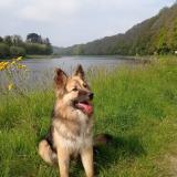 Picture of dog lost at Lannion