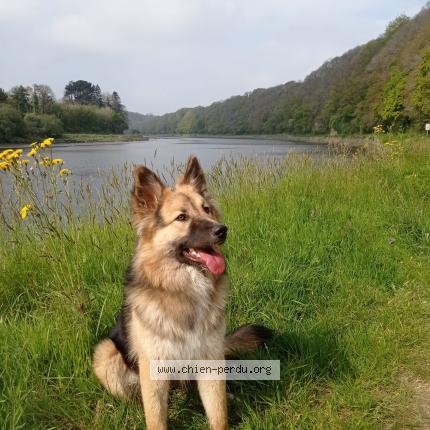 Photo 1/1 SHUN Chien lost in Lannion