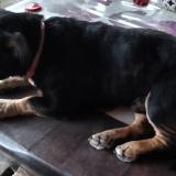 Picture of dog lost at Donzere