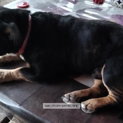 Photo 1/2 Junior Dog lost in Donzere