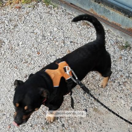 Photo 2/2 Junior Dog lost in Donzere