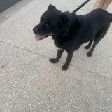 Picture of dog found at Saint Georges