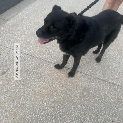 Photo 1/1 Found dog Found in Saint georges