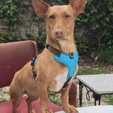 Picture of dog lost at Lucena