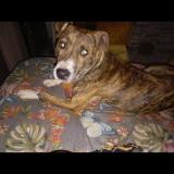 Picture of dog lost at Las Brujas