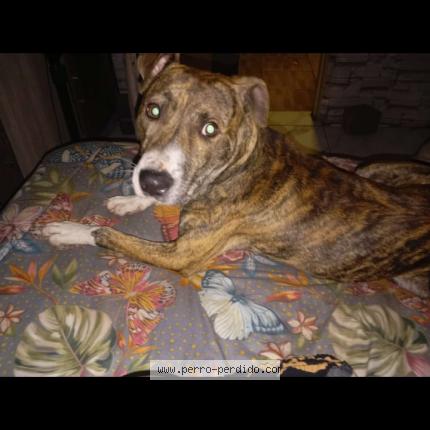 Photo 1/1 Tigre Chien lost in Las brujas