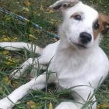 Picture of dog lost at Burzaco