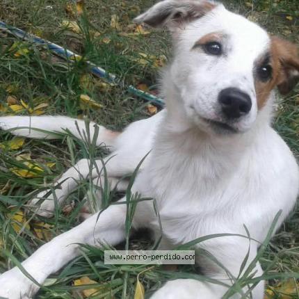 Photo 1/1 Chester Chien lost in Burzaco