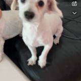 Picture of dog lost at Lille