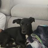 Picture of dog lost at Louhans