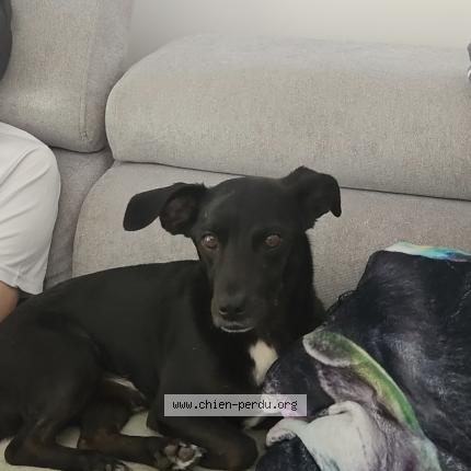 Photo 1/1 Nasko Chien lost in Louhans