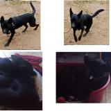 Picture of dog lost at Arrigny