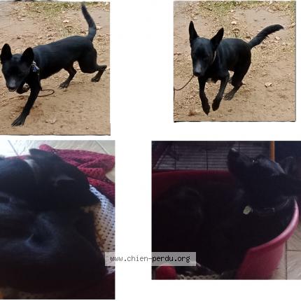 Photo 1/1 Rocky Chien lost in Arrigny