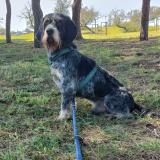 Picture of dog lost at Montady