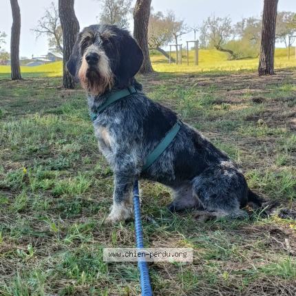 Photo 1/1 Popeye Dog lost in Montady