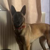 Picture of dog lost at Bage Le Chatel