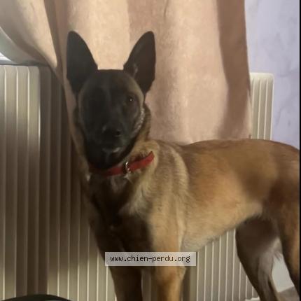 Photo 1/1 Kaila Dog lost in Bage Le Chatel