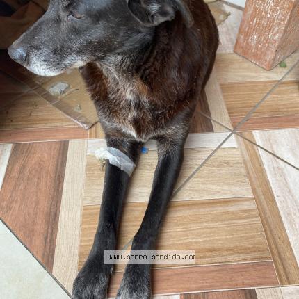 Photo 1/1 Found dog Found in Lomas de zamora