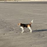 Picture of dog lost at Camiers