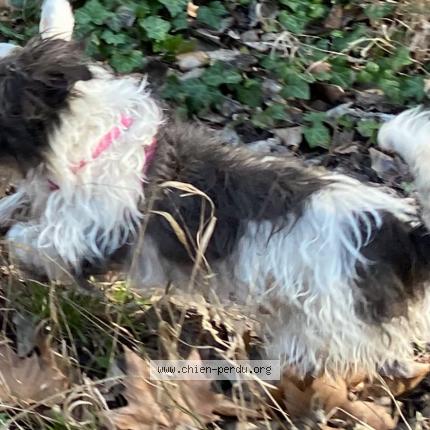 Photo 1/1 Nicky Chien lost in Le merevillois