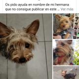 Picture of dog lost at Vejer De La Frontera