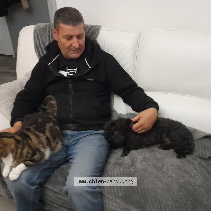 Photo 1/2 Fabio Dog lost in Saint gilles