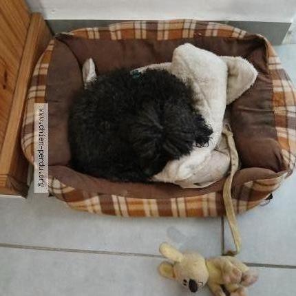 Photo 2/2 Fabio Dog lost in Saint gilles