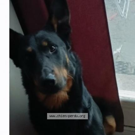 Photo 1/1 ALDWIN Dog lost in Coutures sur loire