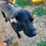 Picture of dog lost at Lays Sur Le Doubs