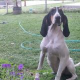 Picture of dog found at Dauphin