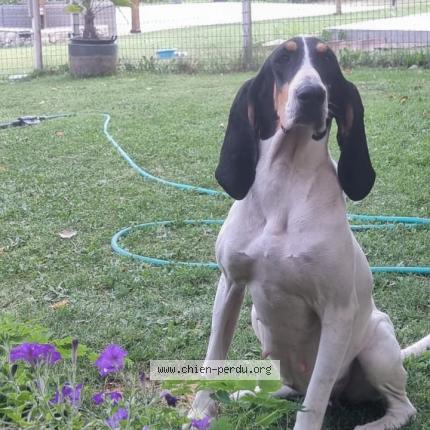 Photo 1/2 Found dog Found in Dauphin