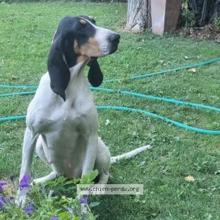 Photo 2/2 Found dog Found in Dauphin