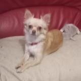 Picture of dog lost at Chateau D Ollone