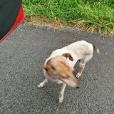 Picture of dog found at Hasparren