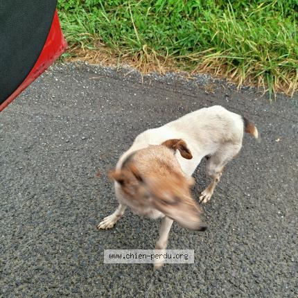 Photo 1/1 Found dog Found in Hasparren