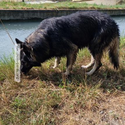 Photo 1/1 Found dog Found in Graveson