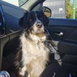 Picture of dog lost at Cruviers Lascours