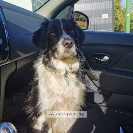 Photo 1/1 Leny Chien lost in Cruviers lascours