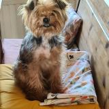 Picture of dog lost at Montazeau