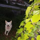 Photo of a dog found in Gosier