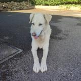 Picture of dog found at Grezieu La Varenne
