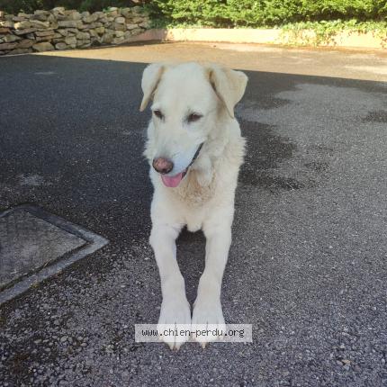 Photo 1/1 Found dog Found in Grezieu la varenne