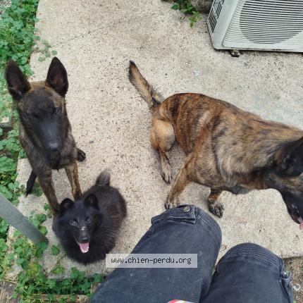 Photo 1/1 Bereta Chien lost in La rochefoucauld