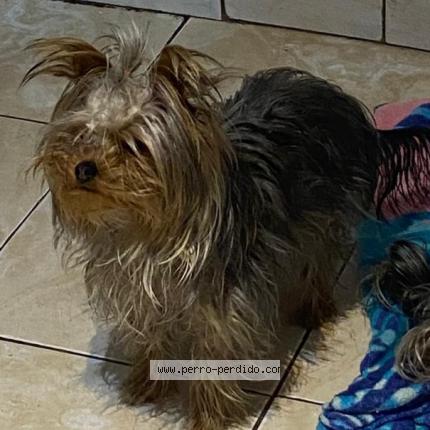 Photo 1/1 Estrella Chien lost in Conchali