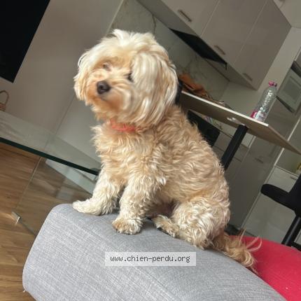 Photo 1/1 Tommy Chien lost in Cormontreuil