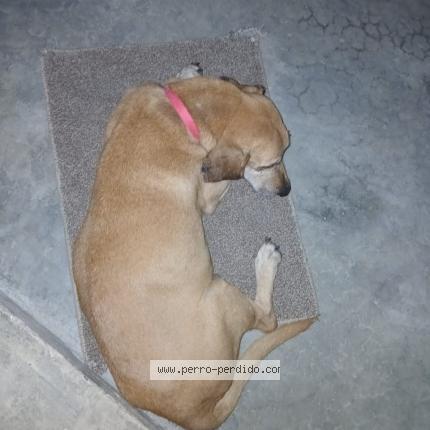 Photo 1/1 Canpitan Chien lost in Panama