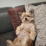 Picture of dog lost at Montbrison