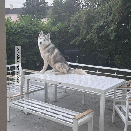 Photo 1/1 Thanos Chien lost in Palaiseau