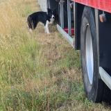 Picture of dog found at La Tour D Aigues