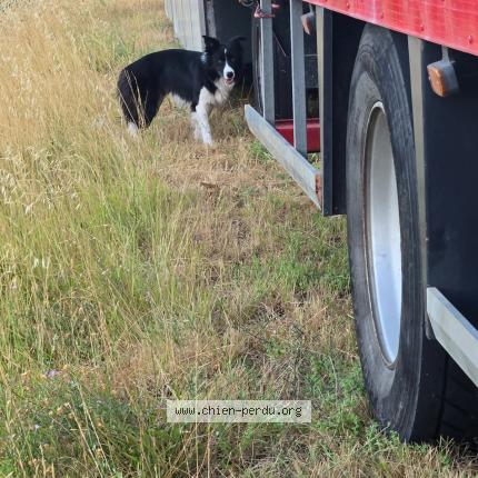 Photo 1/1 Found dog Found in La tour d aigues